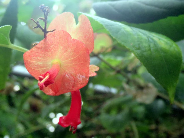 Holmskioldia sanguinea