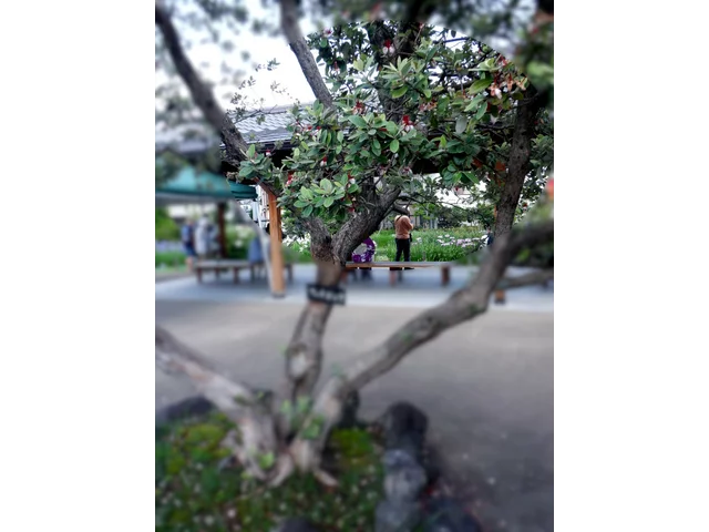 斐濟果