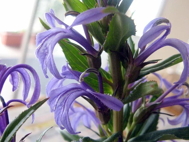 Lobelia sessilifolia