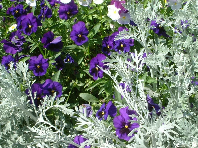 Garden pansy