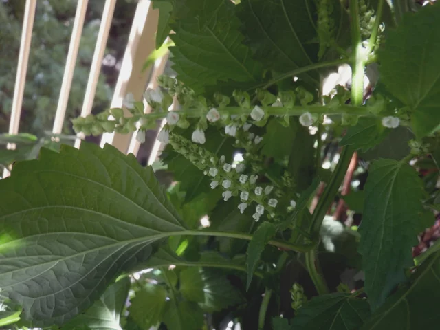日本青紫苏