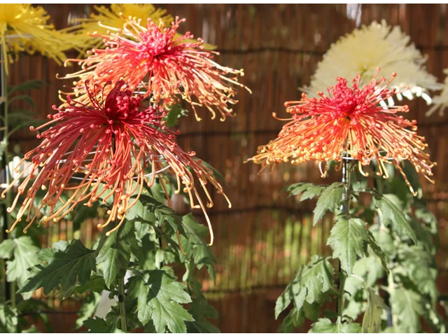 菊花 '彩胡光輪'
