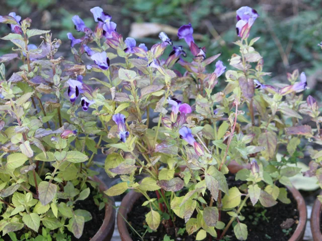 Torenia fournieri