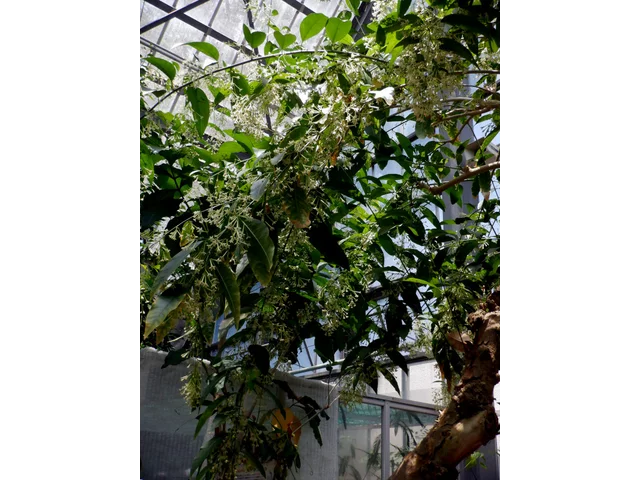 Cestrum nocturnum