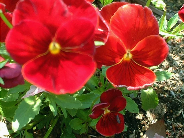 Garden pansy