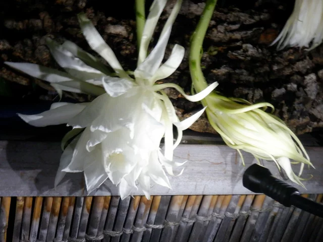 曇花