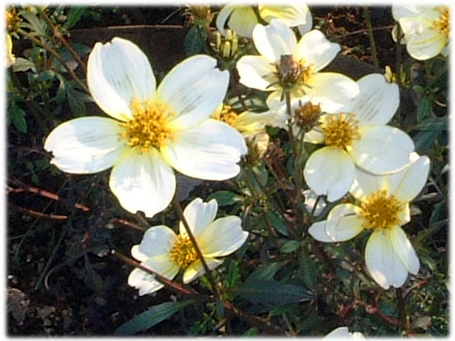 菊咲鬼针草