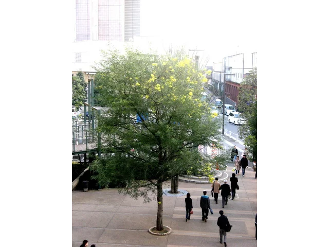 Acacia dealbata
