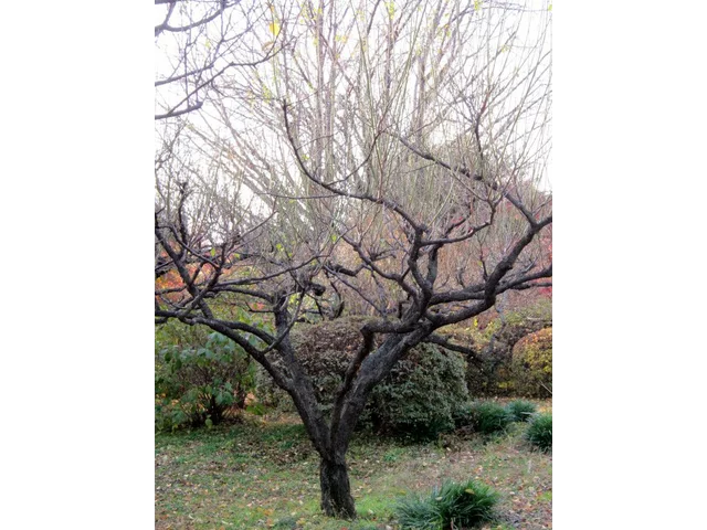 Weeping plum