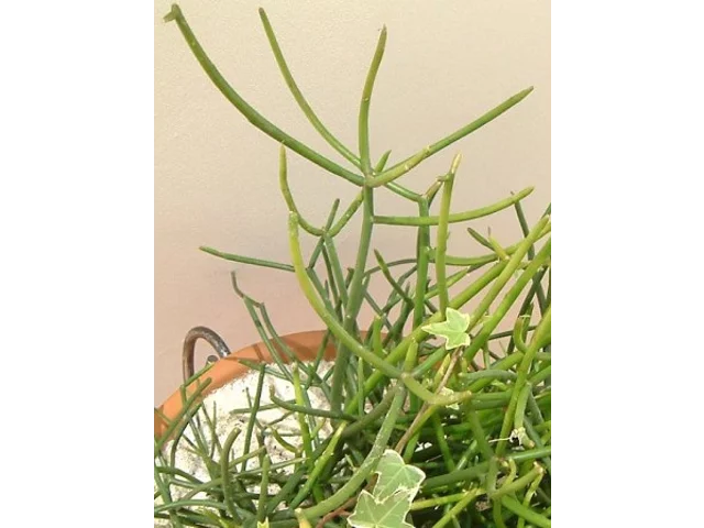 Green cora