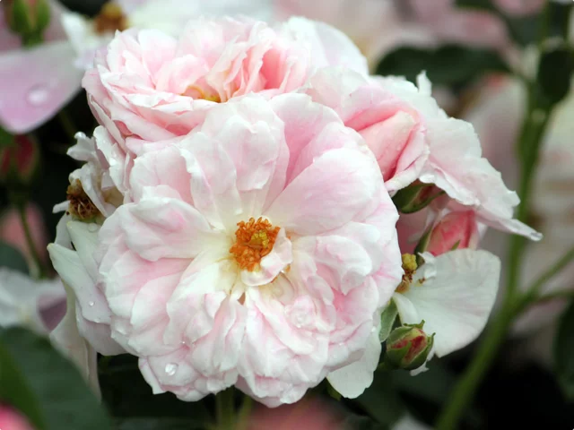 薔薇 "tRozalie La morliere"