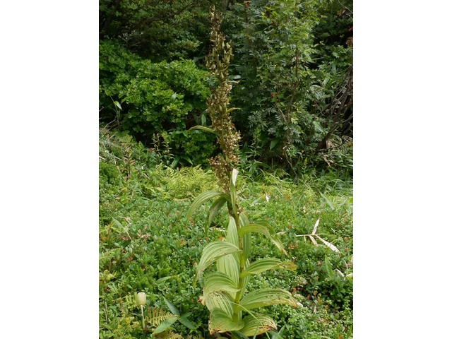 Veratrum stamineum