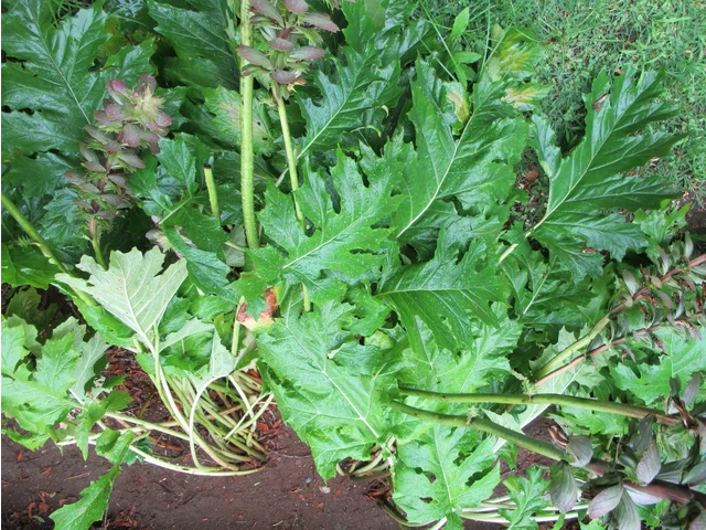 Acanthus