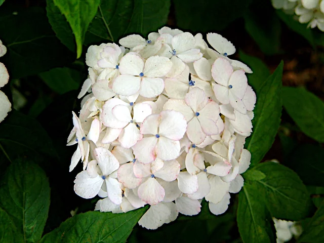 Miko hydrangea