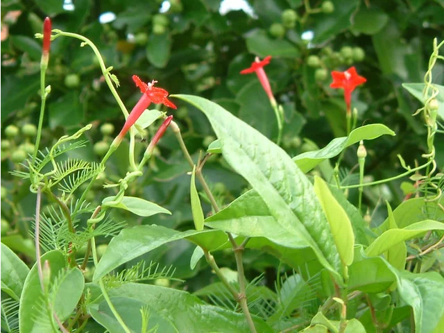 Cypress Vine
