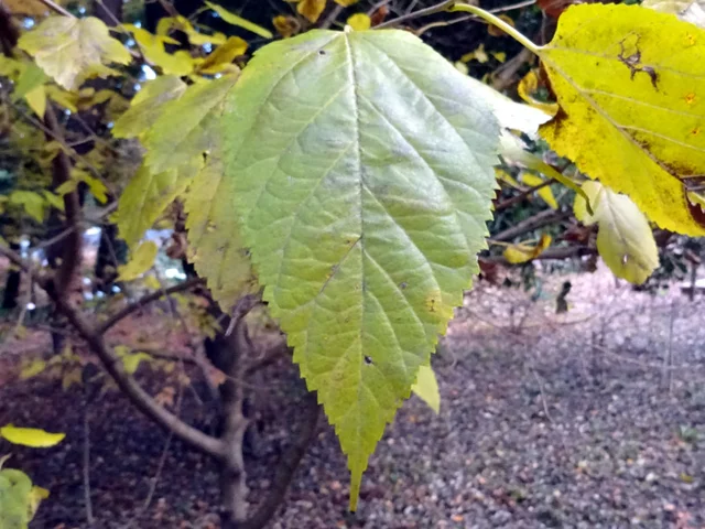 Morus alba