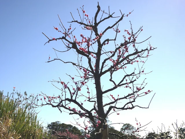 梅 銀紅台阁