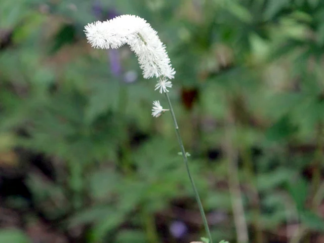 Cimicifuga simplex