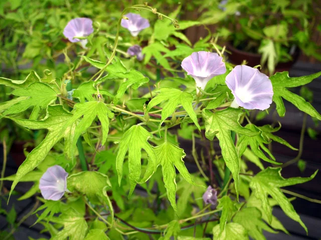 変化牵牛花 '黄绉龙 竜田叶龙首叶鸽子叶色 台开花'