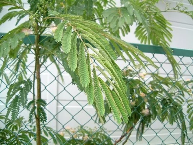 Albizia julibrissin