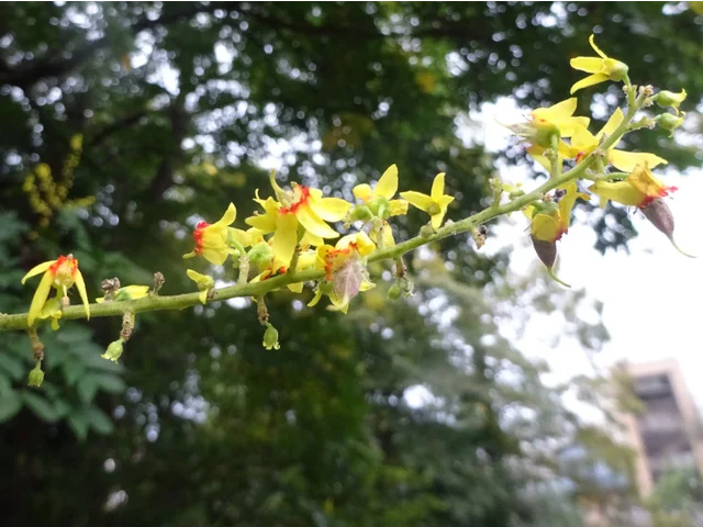 Chinese flame tree