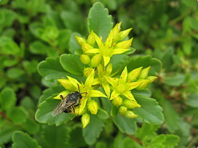 Sedum kamtschaticm
