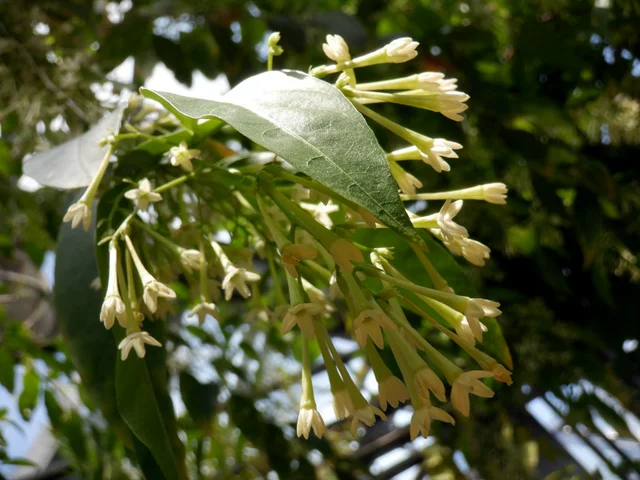 Cestrum nocturnum