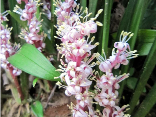 吉祥草