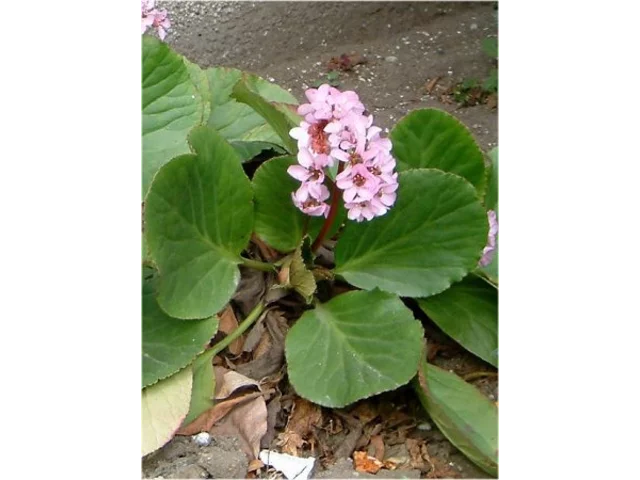 短柄岩白菜