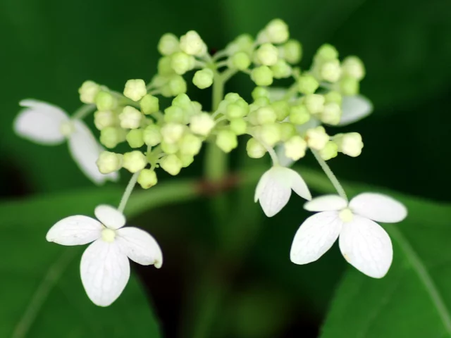 Hydrangea serrata