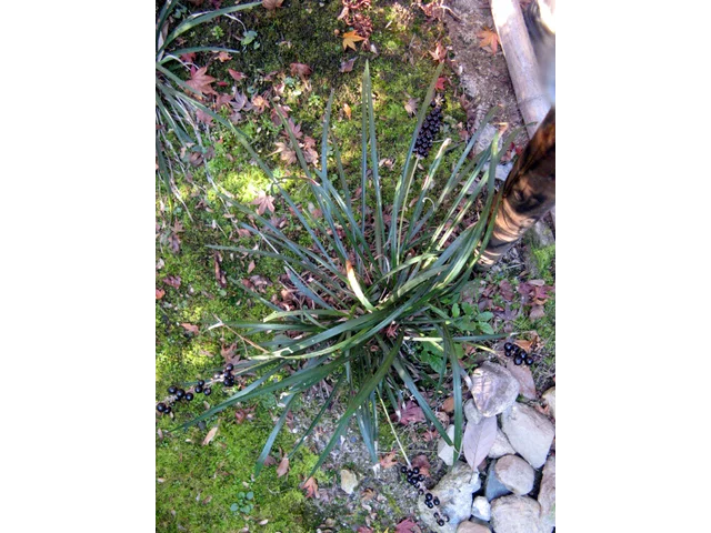 Liriope muscari