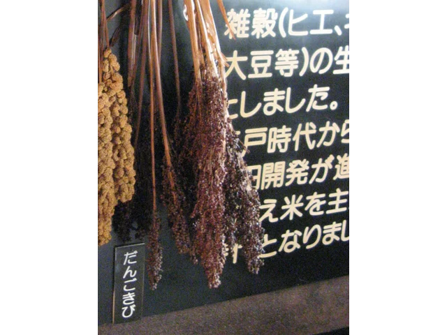 Sticky Millet