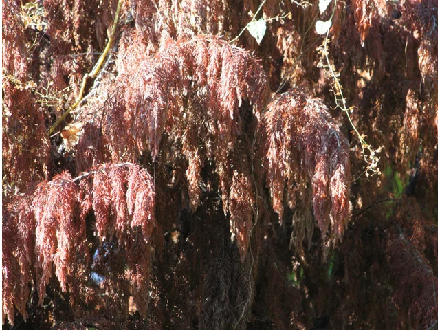 Chinese flame tree
