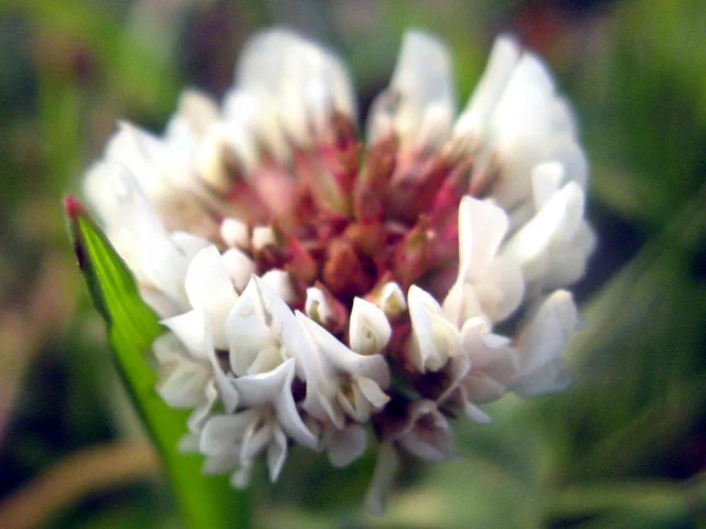 Clover