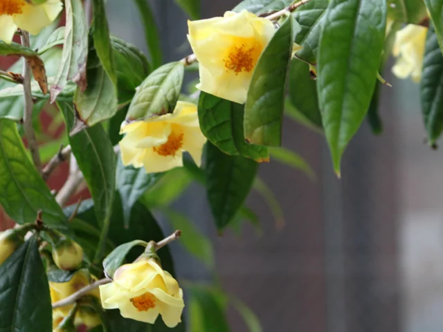 Camellia chrysantha