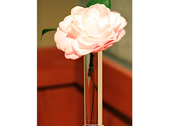 Camellia japonica 'Cheryll Lynn'