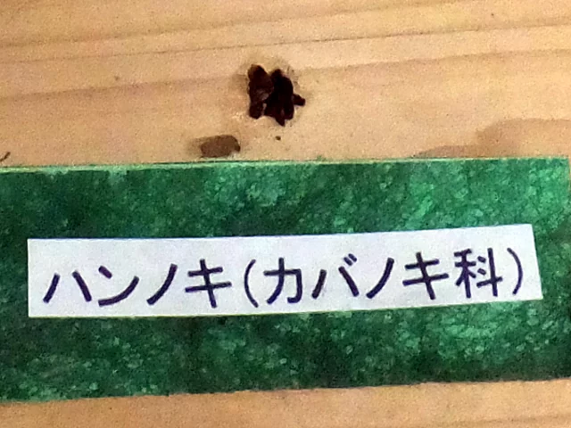ハンノキ