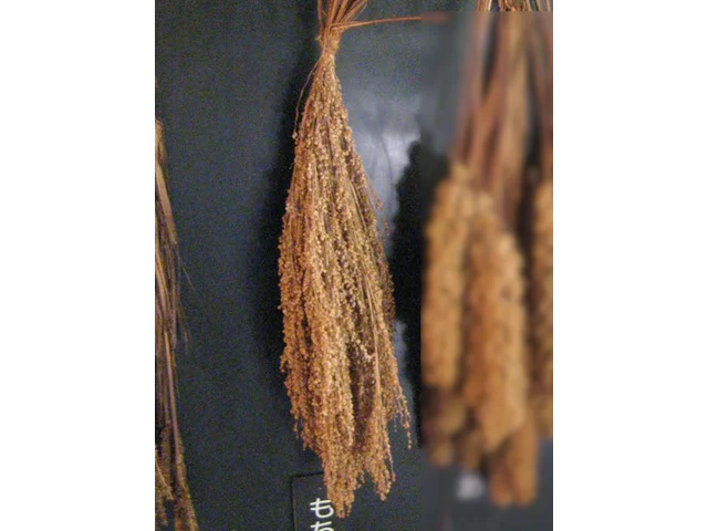 Sticky Millet
