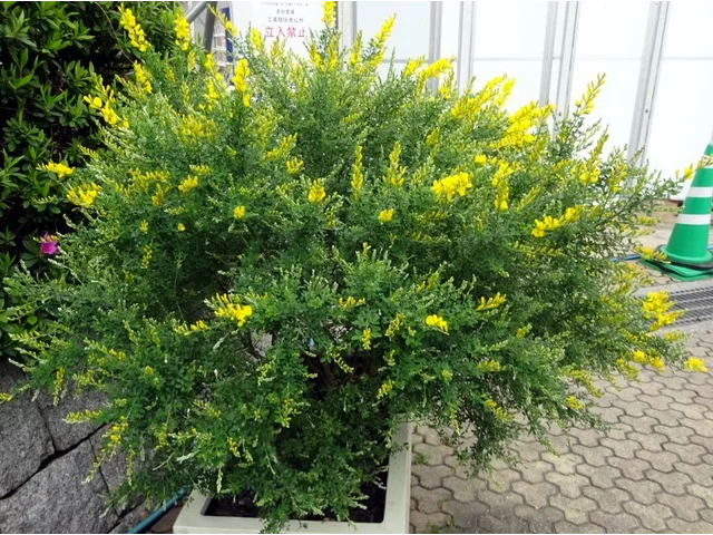 小金雀花