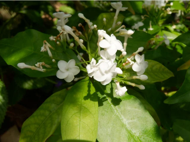 Rauvolfia verticillata