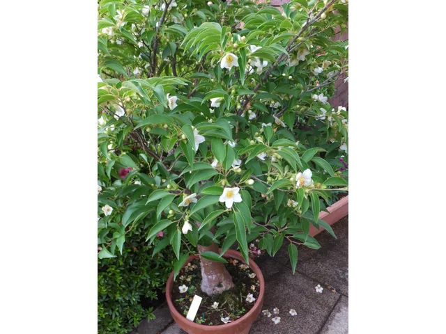 日本紫茎