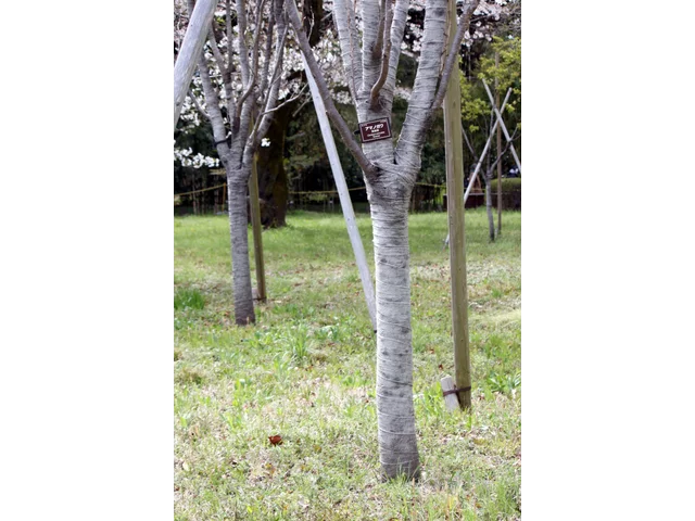桜 天の川