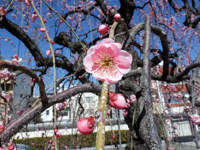 Weeping plum