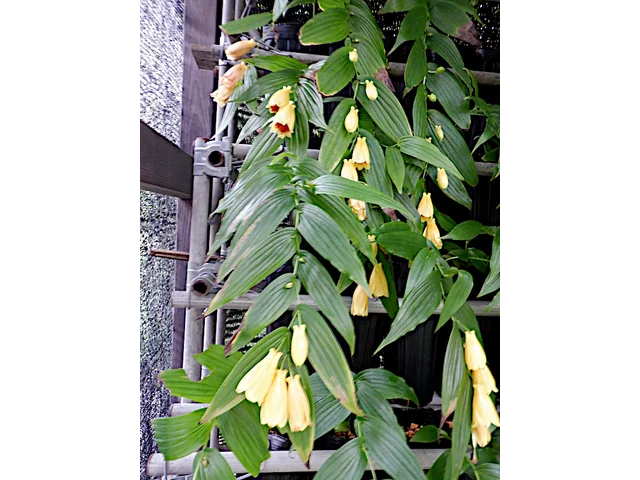 Tricyrtis macranthopsis