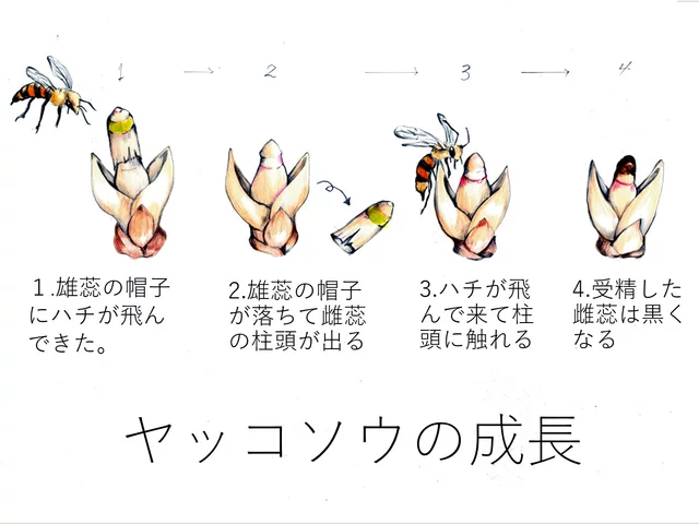 ヤッコソウ