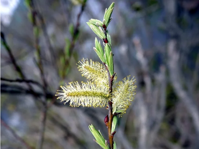 Pussy willow
