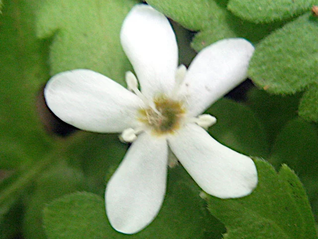 Ellisiophyllum pinnatum