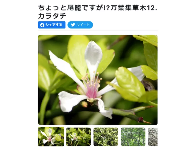 Trifoliate orange