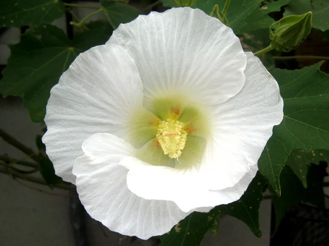醉芙蓉