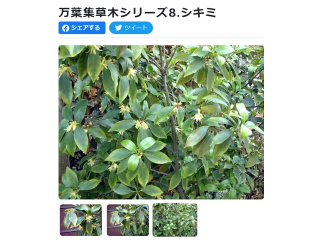 日本莽草